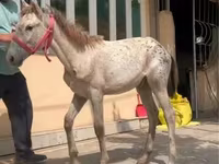 Pferde (Partie, Geschlecht nicht angegeben), Kyrgyz Horse — Foto 3