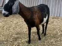 Billy Goat, Alpine goat — photo 1
