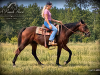 母马, Quarter Horse — 照片 2
