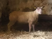 Beran, Charollais sheep — foto 2