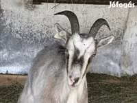 عنزة, الماعز — الصورة 3