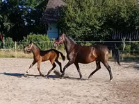 Кобила, Lipizzaner — фото 4