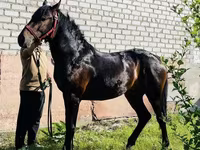 Cheval, Swedish warmblood horse — photo 1