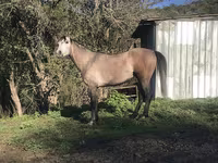 Horse (M), Arabian horse — photo 8