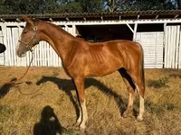 فرس, Dutch warmblood horse — الصورة 4