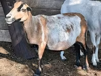 母羊, Cameroon sheep — 照片 6