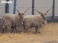 Beran, German Grey Heath sheep — foto 1