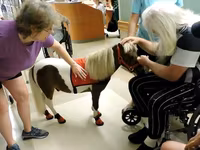 فرس, Miniature horse — الصورة 1