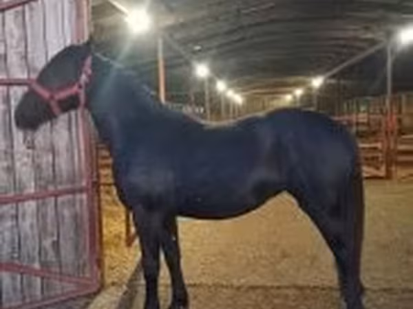 فرس, Nonius horse