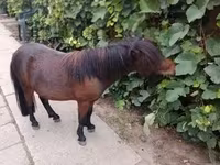 घोड़ा, Shetland Pony — फ़ोटो 5