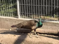 Chickens — الصورة 1