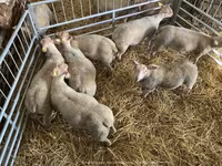 Ovce, Charollais sheep — foto 4