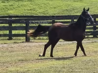 Cheval, Rocky Mountain Horse — photo 3