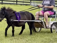 公马, Miniature horse — 照片 5