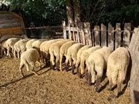 绵羊（批次，未指定性别）, Sheep — 照片 1