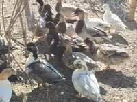 Ducks — Foto 3