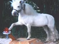 حصان, Miniature horse — الصورة 7