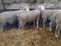 मेढ़ा, Ile-de-France sheep — फ़ोटो 6