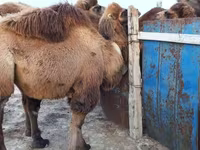 Camella, Kazakh Bactrian camel — foto 1