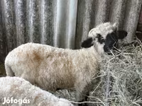 Carnero, Valais Blacknose sheep — foto 2