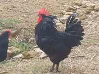 Australorp — photo 3
