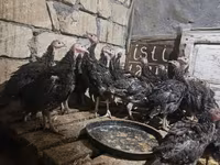 ब्रॉन्ज़ — फ़ोटो 2
