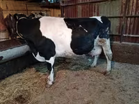Vache, Latvian Blue cattle — photo 2