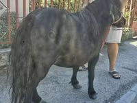Madyan, American shetland pony — foto 2