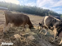 गाय, जर्सी नस्ल — फ़ोटो 5