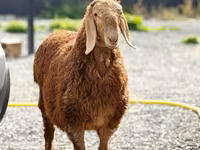 Bélier, Hissar sheep — photo 2