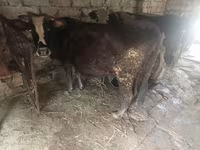 Vaca, Bovinos — foto 1