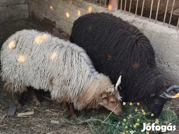 نعجة, Racka sheep