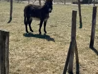 घोड़ा, Kerry Bog Pony — फ़ोटो 1