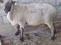 Bélier, Hampshire sheep — photo 2