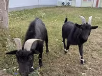 公山羊, Nigerian dwarf goats — 照片 3