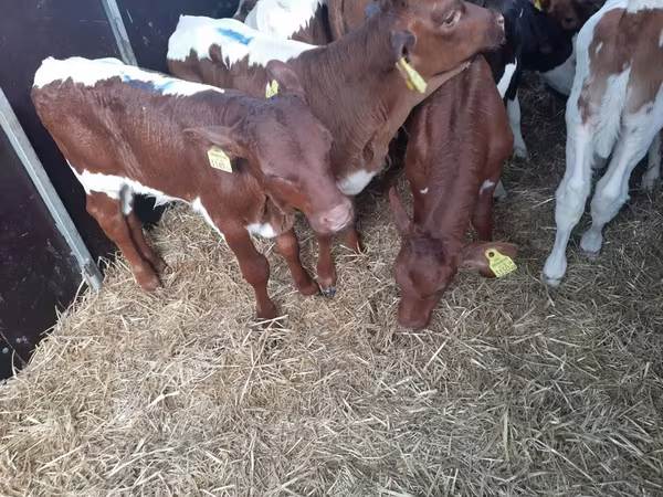 Bull, Simmental cattle