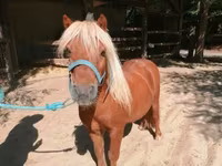 घोड़ा, Shetland Pony — फ़ोटो 1