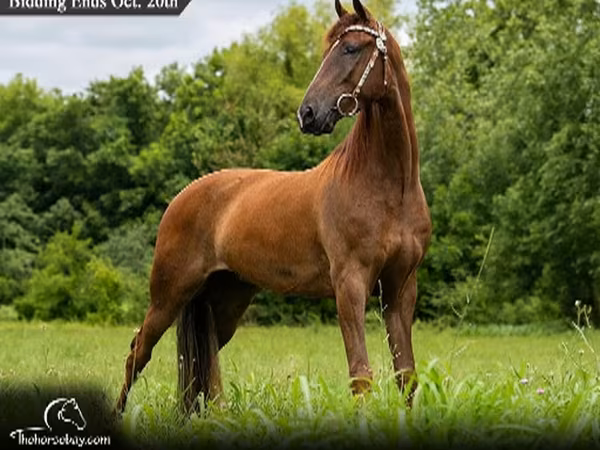Caballo, Tennessee Walking Horse