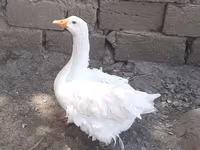 Geese — الصورة 1