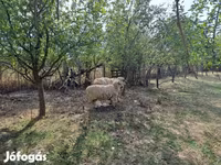 Widder, Tsigai sheep — Foto 1