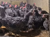 Chickens — Foto 2