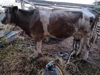 गाय, भूरा लातवियाई — फ़ोटो 3
