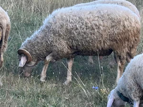 Carnero, Assaf sheep