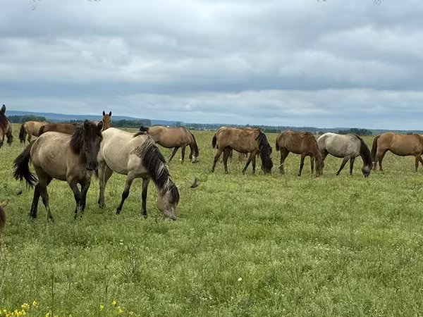 Chevaux (lot, sexe non indiqué), Horse breed