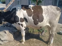 Vache, Russian Black pied cattle — photo 1