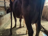Vaca, Ganado vacuno — foto 2