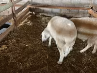 Ram, Assaf sheep — photo 4