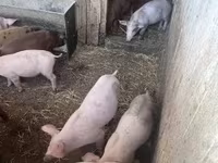 خنازير (دفعة، الجنس غير محدد), Топигс Норсвин — الصورة 1
