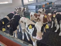 公牛, Russian Black pied cattle — 照片 3