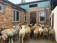 كبش, Rhon sheep — الصورة 3